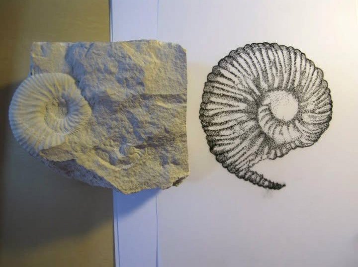 Curso livre de Desenho Científico