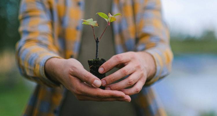 Ação de Reflorestação em Castanheira de Pera