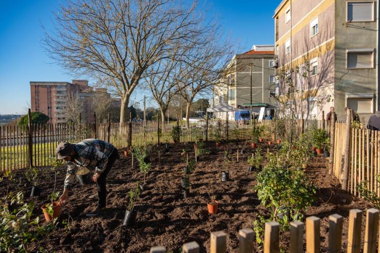 Microflorestas - Ação de Voluntários Cuidadores- Bairro do Matadouro
