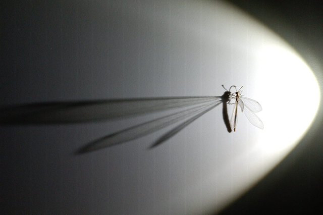 À Noite no Parque Metropolitano da Biodiversidade