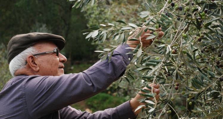 Dia Mundial da Oliveira