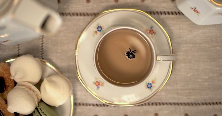 Formiga Atómica
                                No Melhor Chá Cai a Mosca