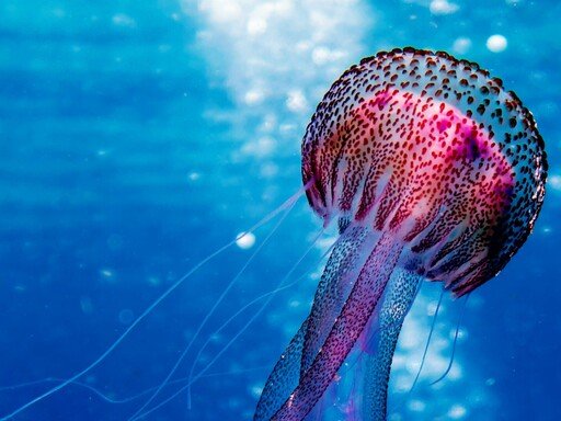 ULISSES | Sessão de Esclarecimento 1