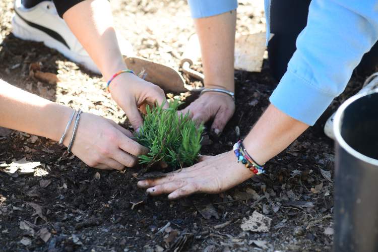 Plantação de Sebes Vivas, as fortes aliadas para uma agricultura sustentável