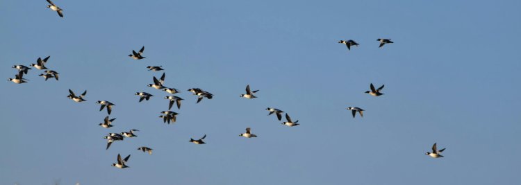 Roteiro interpretativo: Aves invernantes