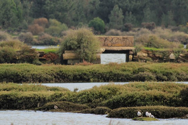 Passeio pela Praia da Velha e Sapal do Seixal