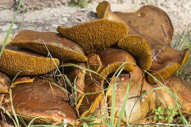 Passeio Micológico na Fábrica de Pólvora de Vale de Milhaços