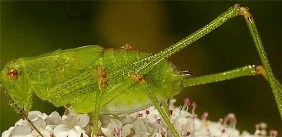 BIODIVERSIDADE: OLHARES QUE FALAM