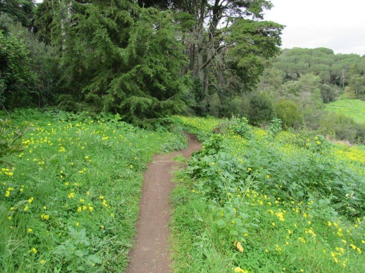Caminhando no Corredor Verde de Monsanto