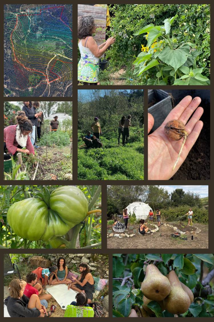 Agrofloresta & Bosque de Alimentos | Mediterrâneo