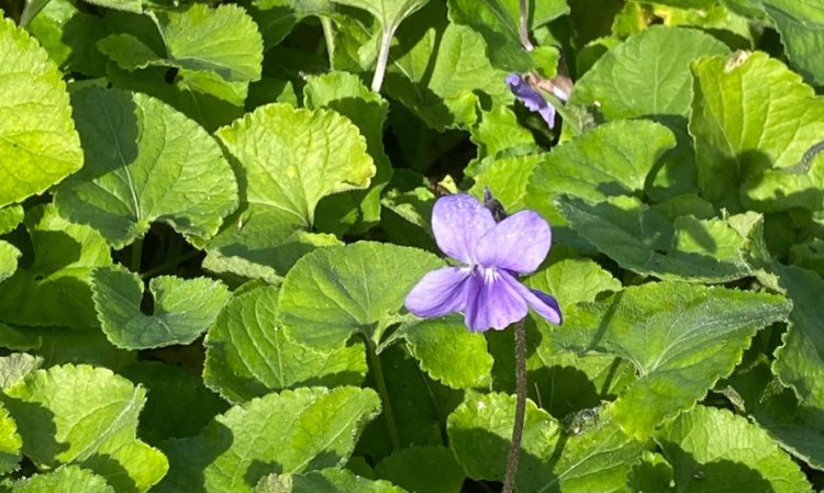 Visita a'O Chão das Artes - Jardim Botânico (10 janeiro)
