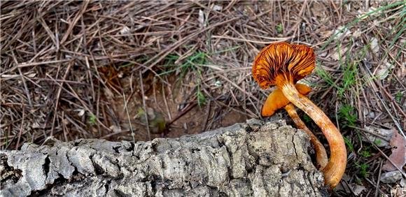 Ciclo de Passeios Natureza 2026