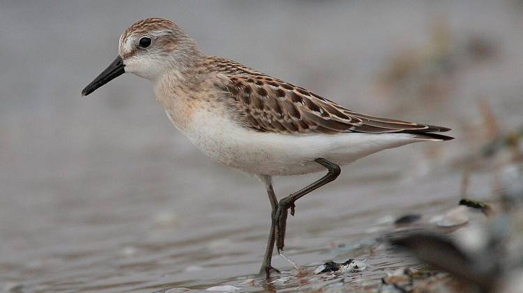 Taller - Límícolas y otras acuáticas