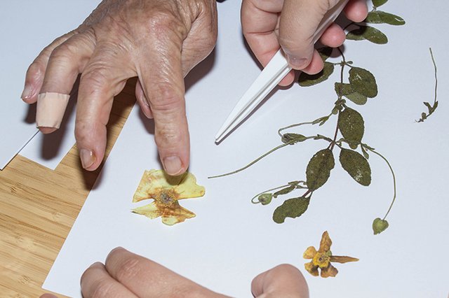 Um Herbário do Parque Metropolitano da Biodiversidade
