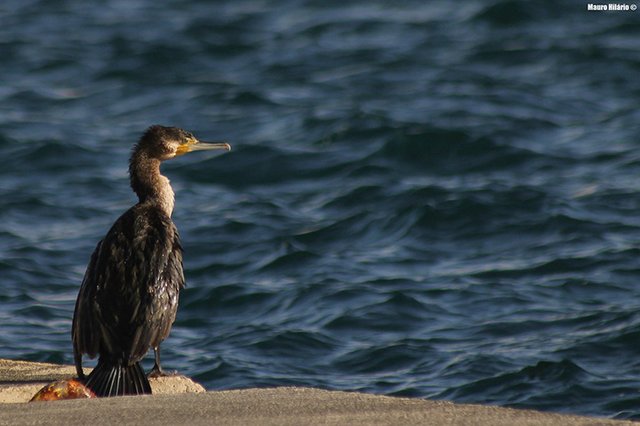Passeio pela Ponta dos Corvos