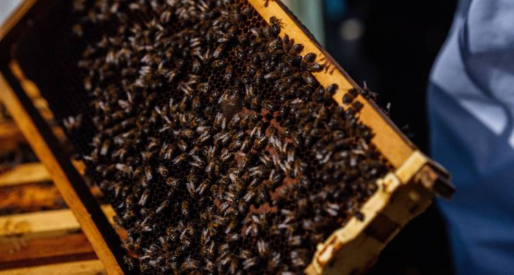 IX Jornadas Apícolas do Fundão