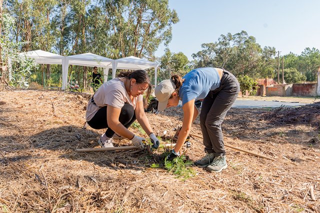 Voluntariado – Projeto Calluna