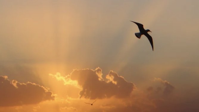 Observação de Aves no Parque da Cidade | Domingo dia 25 