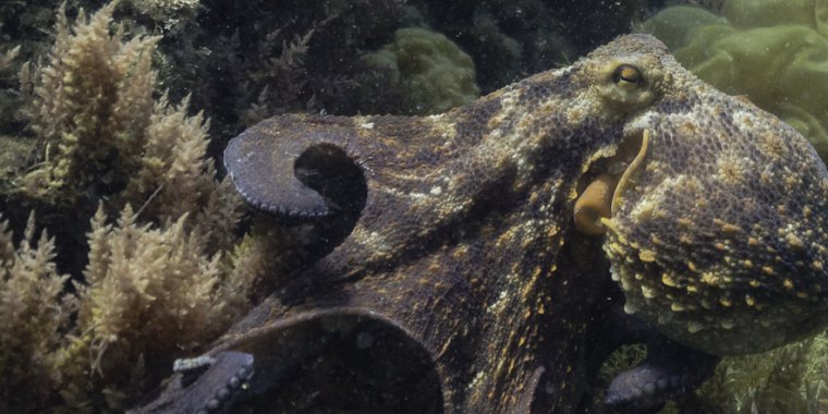 Exposição Itinerante | Descobrir o polvo: ciência em tentáculos