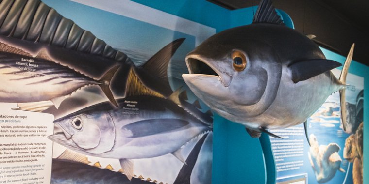 Visita-ateliê | Mar doce Lar