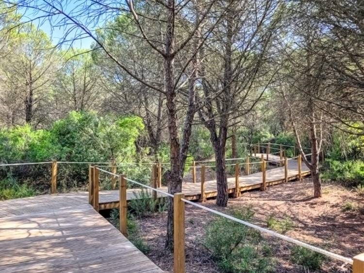 Caminhando entre Bosques e Areais da Mata dos Medos