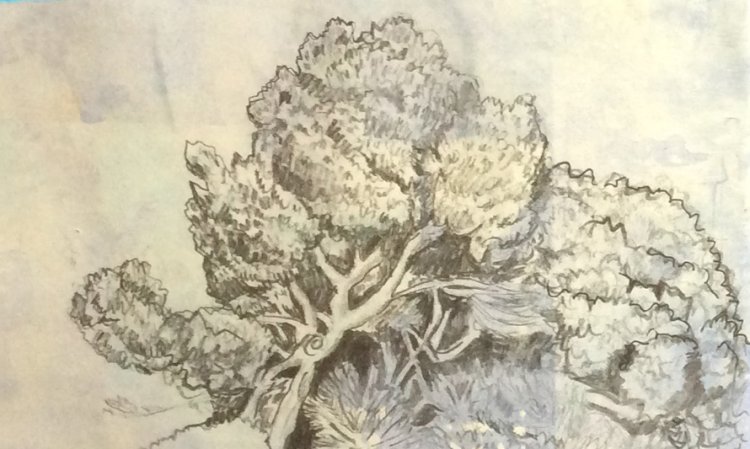 Desenho no Jardim (7 de fevereiro)