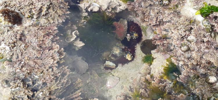 Quem vive nas poças de maré?