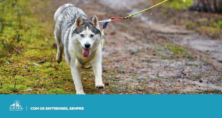 Conto/Ateliê “Um lobo pela trela”