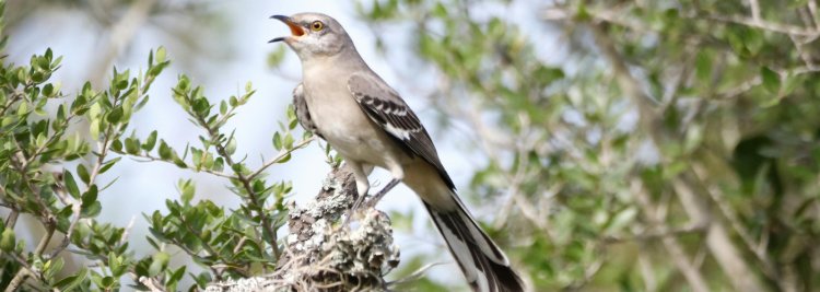 Aves: cancións de amor (Roteiro Interpretativo)