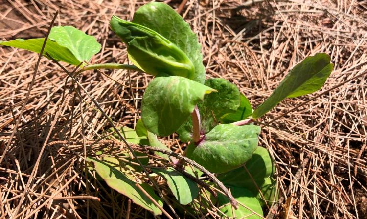 Workshop “Horta de Inverno” - CANCELADO