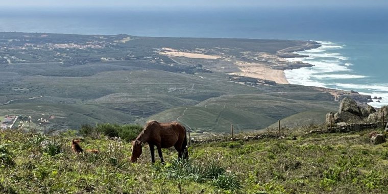 O Papel dos Grandes Herbívoros - Rewilding Cascais