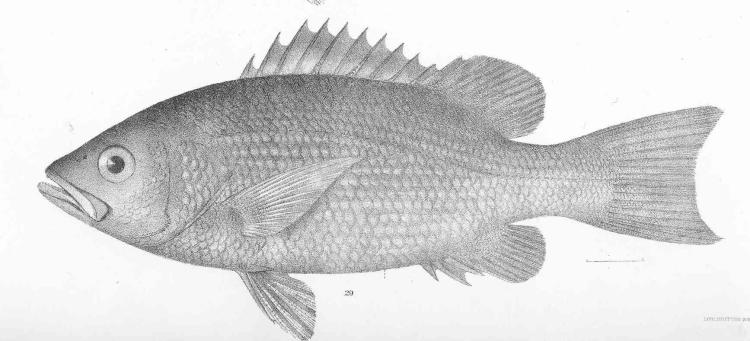 vamos pôr os peixes a tocar!