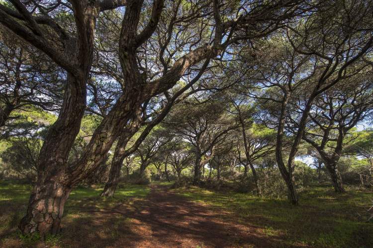 Ação de Voluntariado Ambiental na Mata dos Medos