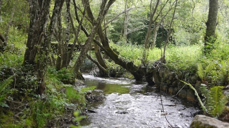 Caminhada e Plantação de Árvores