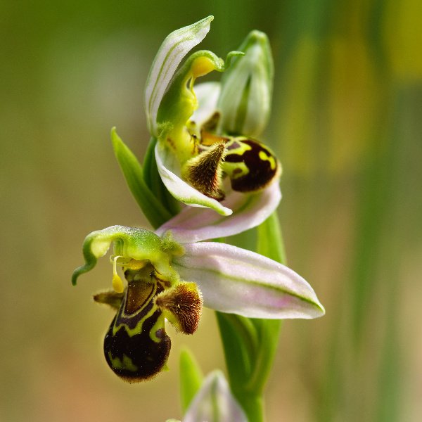 Descoberta das Orquídeas Silvestres