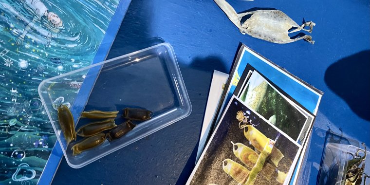 Férias da Páscoa | A Caça aos Ovos do Mar