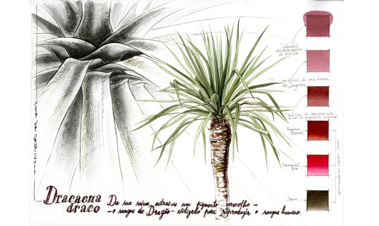 Inauguração do núcleo 10 Dragoeiros, da exposição «Uma coleção: onde o desenho acontece (1993-2025)»