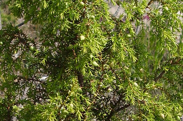 O Zimbro Conta a Sua História