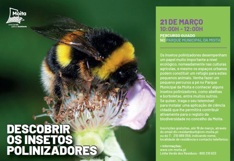 Descobrir os insetos polinizadores - Percurso guiado