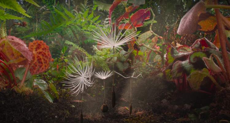 A Odisseia do Dente-de-Leão
