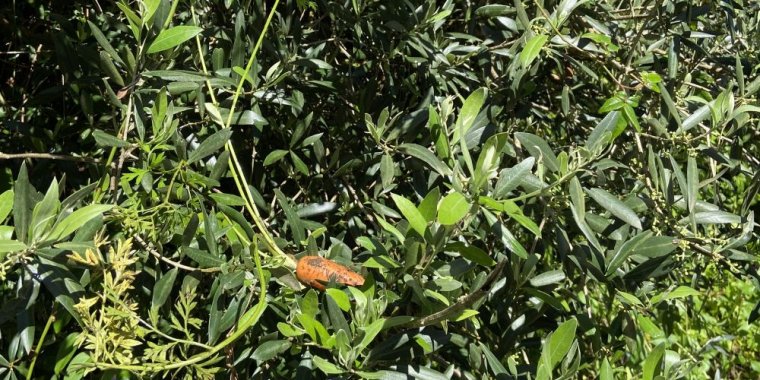 Caça às Cenouras Perdidas!