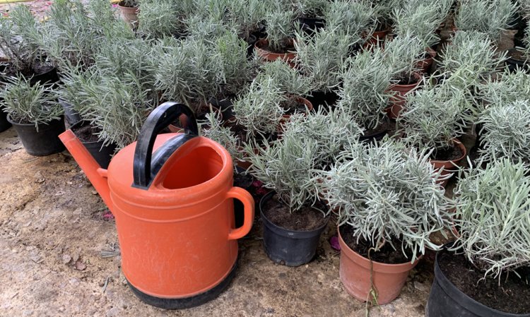 Workshop 'Um Jardim de Aromáticas'