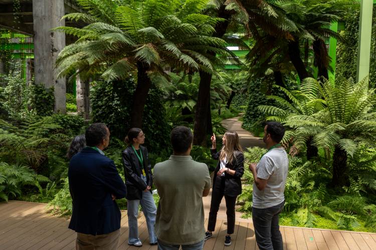 ‘Entre helechos’: visitas guiadas para conocer en profundidad las especies que conforman Fuego Verde