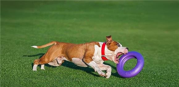 Troféu Algharbravo de Dog Puller