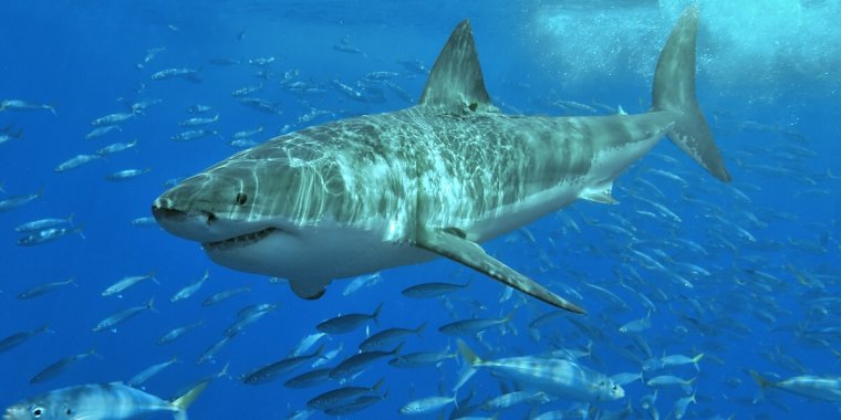 Palestra 'Proteção da vida marinha', no Museu do Mar Rei D. Carlos