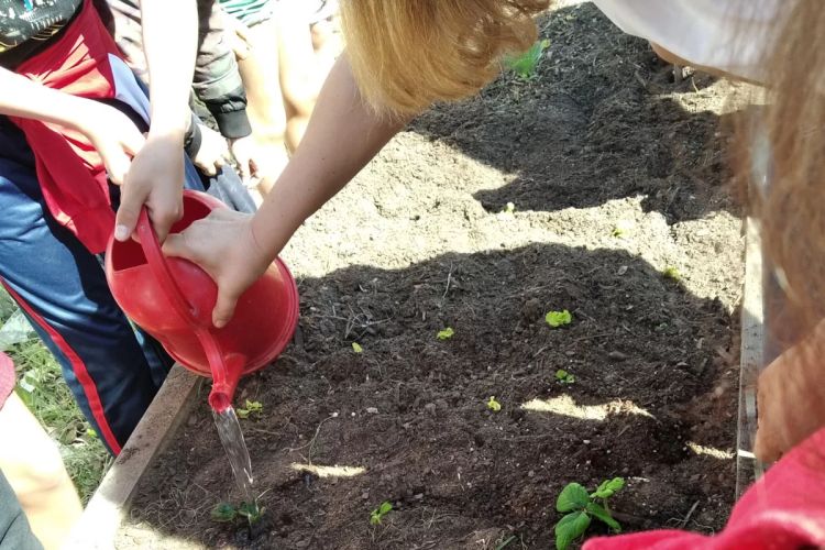 Oficinas de sensibilização de jardinagem