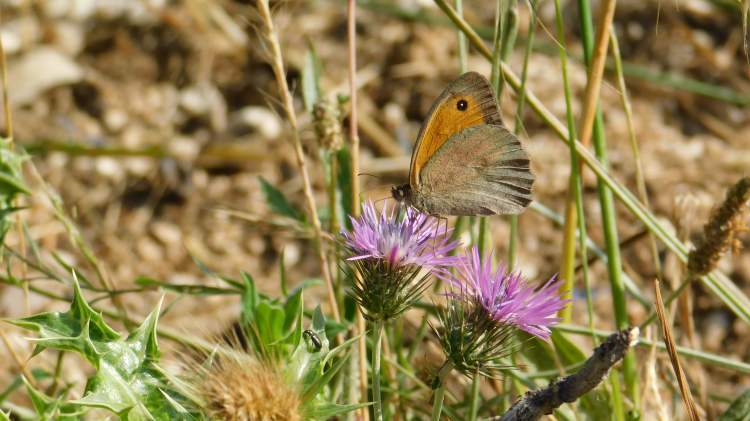 Juntos à descoberta | Caminhadas na natureza