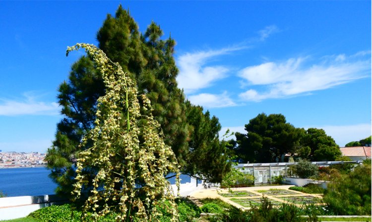 Visita a'O Chão das Artes - Jardim Botânico (11 abril)