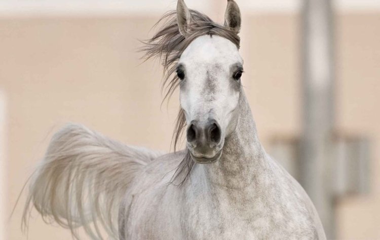 Equigal 2026