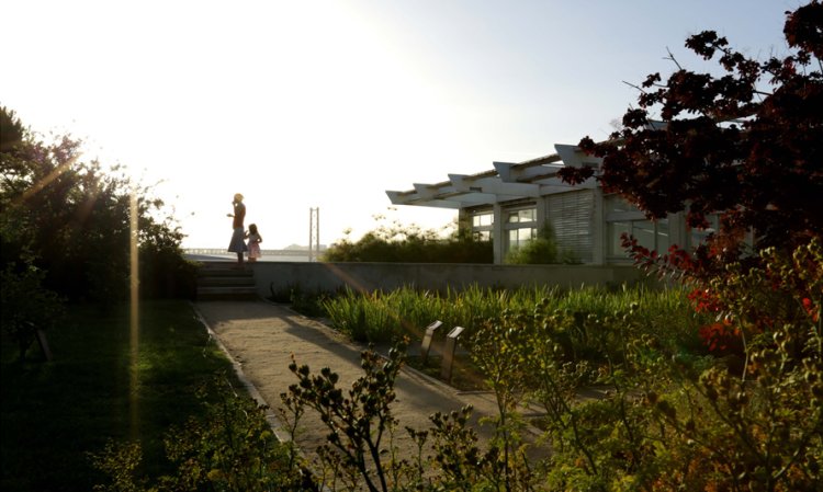 O Chão das Artes ao pôr do sol – Dia Internacional do Fascínio das Plantas